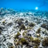 Rạn san hô Great Barrier ở Australia. (Ảnh: Kyodo/TTXVN)