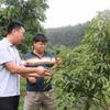 Nông dân xã Sơn Hải, tỉnh Bắc Ninh kiểm tra sinh trưởng của cây vải. (Ảnh: Thanh Thương/TTXVN)