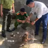 Khỉ mặt đỏ (tên khoa học là Macaca arctoides) là loại động vật nguy cấp, quý, hiếm. (Ảnh: TTXVN phát)