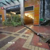 Cây đổ trong gió lớn do ảnh hưởng của bão Wipha tại Hong Kong, Trung Quốc. (Ảnh: THX/TTXVN)