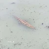 Cá sấu xuất hiện trên kênh gây bất an cho người dân. (Ảnh: TTXVN phát)