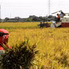 Nông dân thu hoạch lúa trên cánh đồng ở Trung Java, Indonesia. (Ảnh: THX/TTXVN)