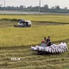Nông dân An Giang thu hoạch lúa trong Đề án 1 triệu ha lúa chất lượng cao, phát thải thấp. (Ảnh: Thanh Sang/TTXVN)