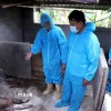 Ban Chỉ đạo phòng, chống dịch xã Thung Nai, Phú Thọ, kiểm đếm thống kê số lượng lợn chết do dịch. (Ảnh: Thanh Hải/TTXVN)