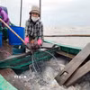 Ngư dân đánh bắt sứa biển. (Ảnh: Công Tường/TTXVN)