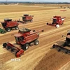 Thu hoạch lúa mỳ trên cánh đồng ở Thanh Đảo, tỉnh Sơn Đông, Trung Quốc. (Ảnh: THX/TTXVN)