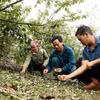 Mưa đá đã khiến diện tích mận hậu trồng xen canh với cây càphê của gia đình anh Sồng A Dạng (giữa) ở bản Co Hịnh, xã Phiêng Cằm bị thiệt hại nặng nề. (Ảnh: Quang Quyết/TTXVN)
