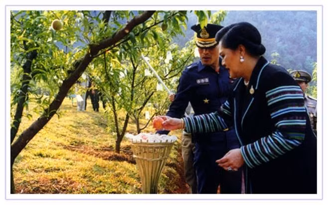 Hoàng Thái hậu Sirikit tham gia một hoạt động trồng rừng. (Nguồn: PRD Thái Lan)
