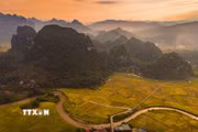 Sắc vàng của lúa chín phủ rộng trên những cánh đồng nằm giữa các dãy núi, tạo nên vẻ đẹp đặc trưng của thung lũng Chiềng Sinh. (Ảnh: Xuân Tư/TTXVN)