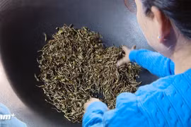 Một số cơ sở du lịch tại Tà Xùa đã tổ chức hoạt động trải nghiệm sao trà, cho phép du khách trực tiếp tham gia các công đoạn chế biến và tìm hiểu câu chuyện phía sau mỗi sản phẩm. (Ảnh: PV/Vietnam+)