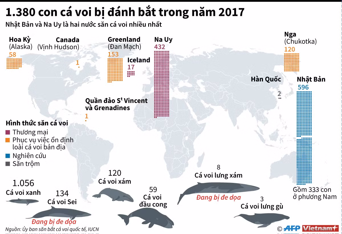 [Infographics] 1.380 con cá voi bị đánh bắt trong năm 2017 ảnh 1