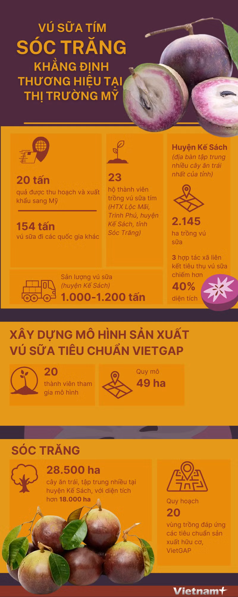 Vú sữa tím Sóc Trăng khẳng định thương hiệu tại thị trường Mỹ ảnh 1