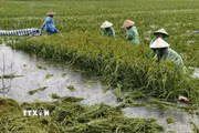 Nông dân ngoại thành Hà Nội gặt lúa chạy lụt do mưa lớn kéo dài