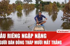 Nhiều vườn mít và sầu riêng bạc tỷ ở Đồng Tháp Mười “mất trắng” do lũ