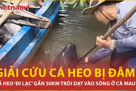 Giải cứu cá heo bị chĩa đâm trôi dạt vào sông ở Cà Mau