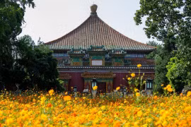 Thung lũng hoa cánh bướm nhuộm vàng mùa Thu Tân Thành 