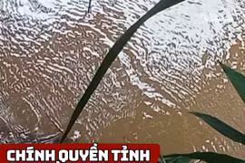 Chính quyền tỉnh Đồng Nai xác minh thông tin xuất hiện cá sấu tại suối Cây Xanh