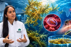Giải mã tiềm năng của tảo sargassum trong cuộc chiến chống sốt rét ác tính 