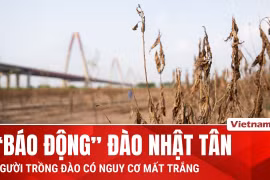 Hàng chục nghìn gốc đào Nhật Tân héo rũ sau bão, người trồng đào nói gì?