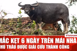 Giải cứu con trâu mắc kẹt 6 ngày trên mái nhà chờ chủ giữa vùng lũ Đắk Lắk 