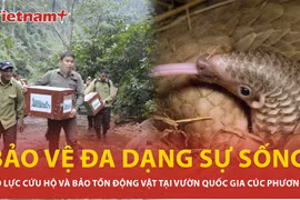 Nỗ lực cứu hộ và bảo tồn động vật hoang dã tại Vườn quốc gia Cúc Phương