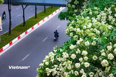 Phố phường Hà Nội đón gió Thu trong nồng nàn mùi hương hoa sữa