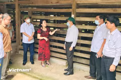 Bà Chu Thị Hồng Hà, Ủy viên Ban Chấp hành Hội Nông dân tỉnh Hà Tĩnh đã đứng ra thành lập và liên kết với 15 tổ hợp tác chăn nuôi hươu, trực tiếp chuyển giao kỹ thuật an toàn sinh học cho gần 100 hộ dân. (Ảnh: PV/Vietnam+)