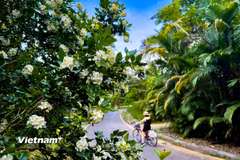 Nguyệt quế - loài hoa toả hương thanh khiết, với vẻ đẹp thanh tao
