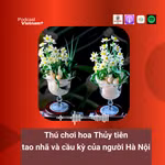 Thú chơi hoa Thủy tiên tao nhã và cầu kỳ của người Hà Nội