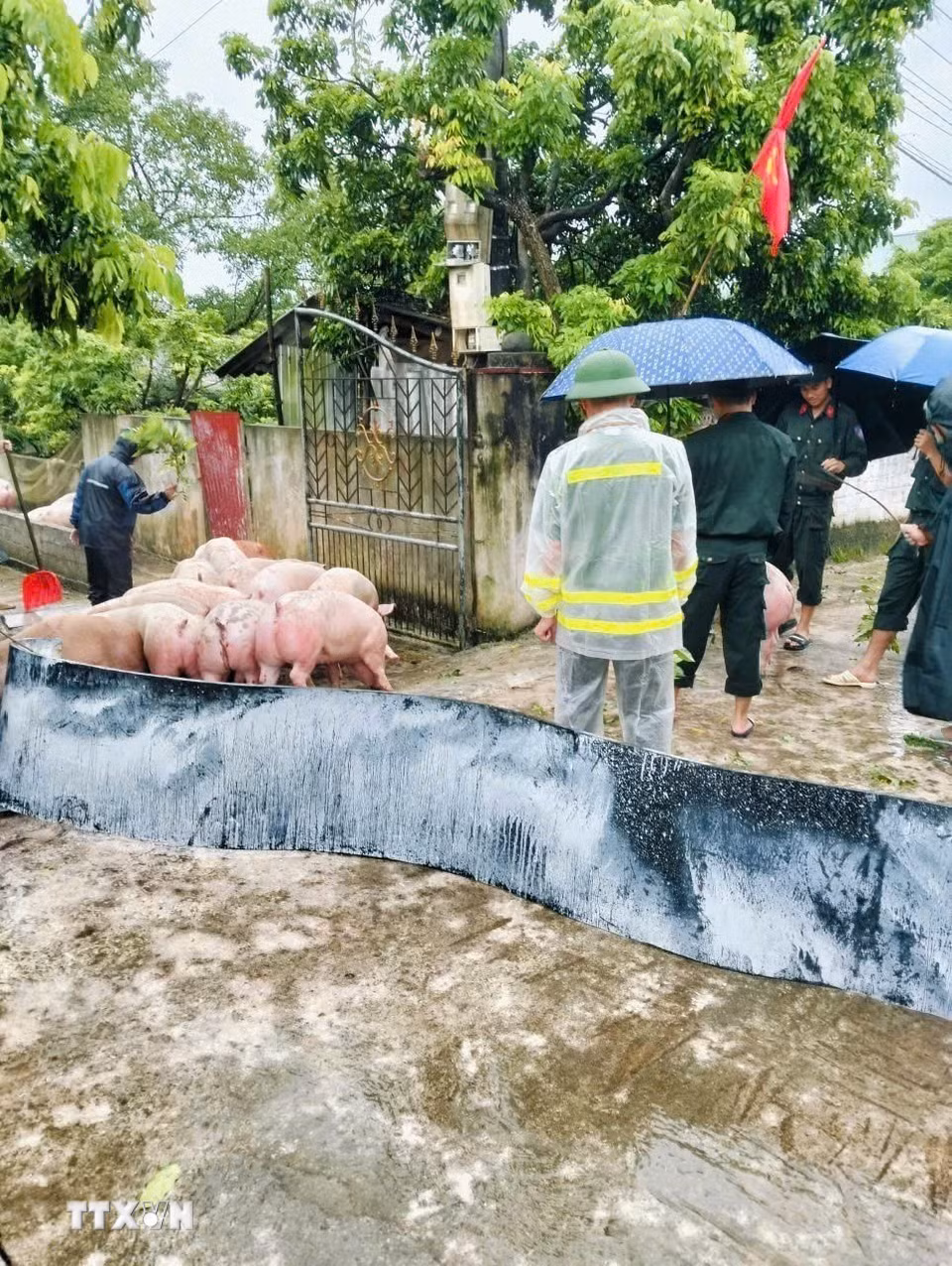 Lực lượng chức năng hỗ trợ nhân dân thôn Chẽ, xã Yên Thế sơ tán tài sản, vật nuôi, phòng tránh mưa bão. (Ảnh: TTXVN phát)