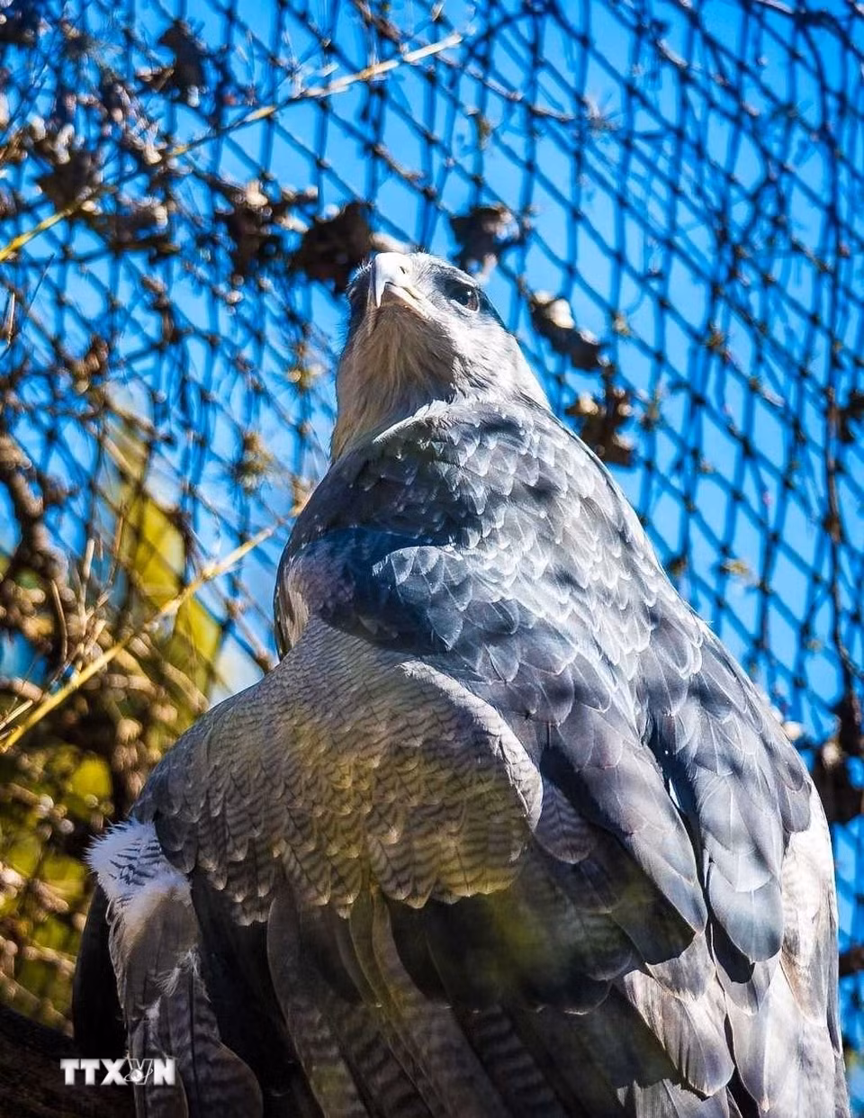 Đại bàng xanh Chile (Andean Condor) là loài chim săn mồi đặc trưng của Nam Mỹ. (Ảnh: Thanh Tùng/TTXVN)