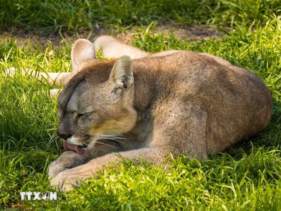 Báo sư tử (Puma) có vùng phân bố cực rộng tại Nam Mỹ, từ các khu rừng rậm cho đến vùng núi cao Andes lạnh giá. (Ảnh: Thanh Tùng/TTXVN )