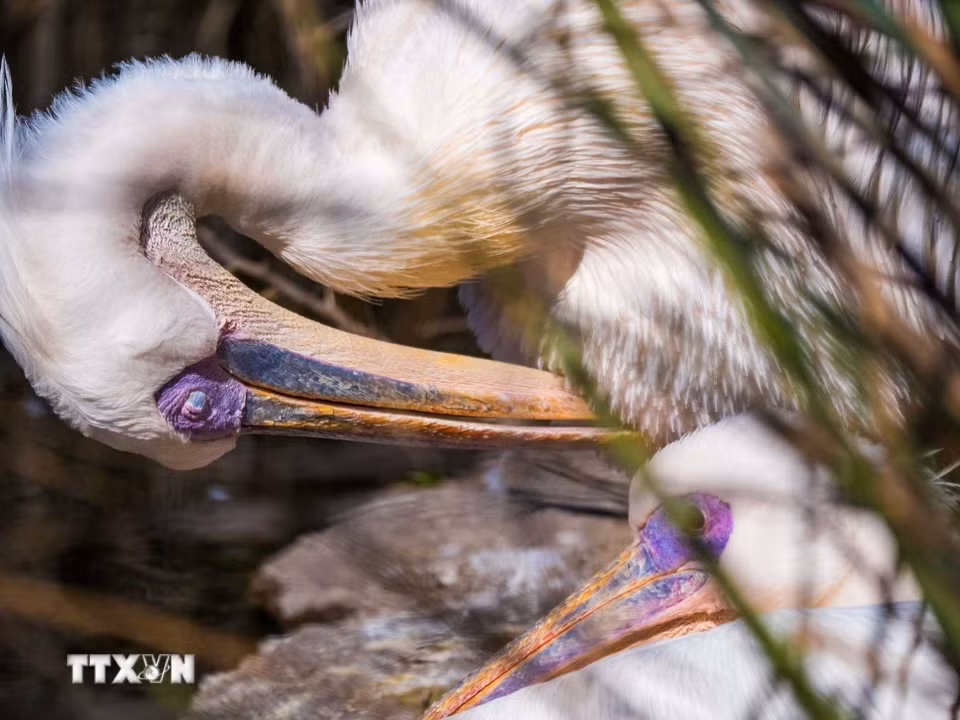 Temaikèn sở hữu khu vực aviario (vườn chim) lớn nhất Nam Mỹ, bảo tồn hàng trăm loài thủy cầm. (Ảnh: Thanh Tùng/TTXVN)
