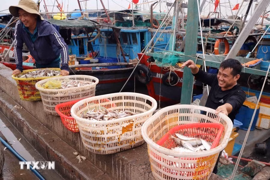 Hải Phòng là một trong những địa phương đi đầu cả nước trong công tác chống khai thác thủy sản bất hợp pháp, không báo cáo, không theo quy định (IUU). Trong ảnh: Hải sản vừa được đánh bắt cập cảng cá Ngọc Hải, phường Đồ Sơn, thành phố Hải Phòng. (Ảnh: Hoàng Ngọc/TTXVN)