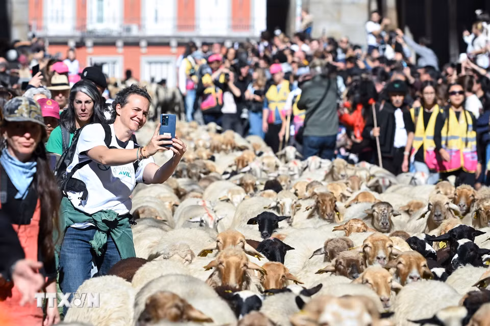 Đàn cừu và dê đi qua một con phố trong Lễ hội chăn thả gia súc ở Madrid, Tây Ban Nha ngày 25/10/2026. (Ảnh: THX/TTXVN phát)