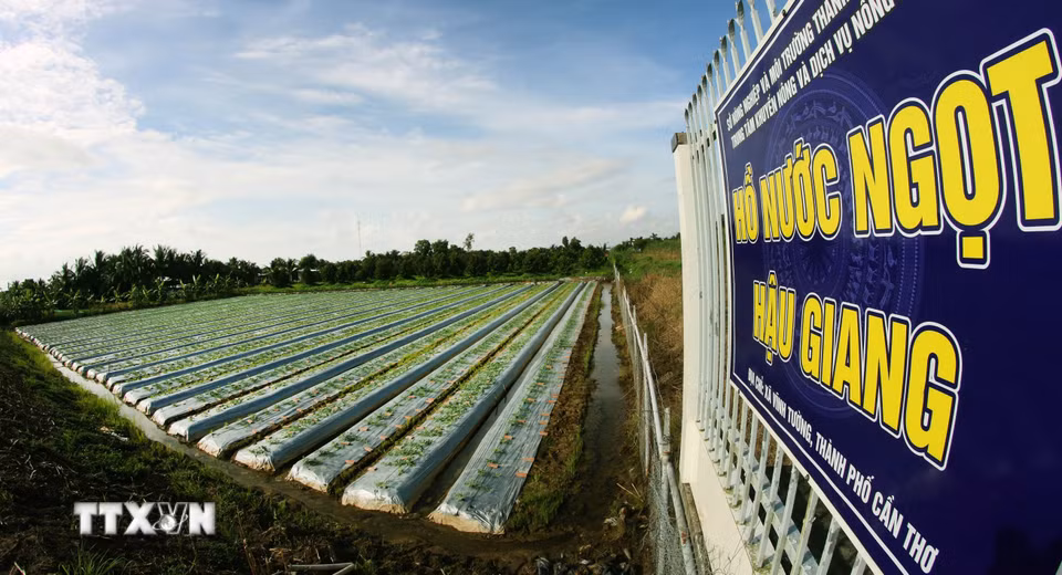 Người dân chuyển đổi sản xuất phía bên ngoài hồ nước ngọt Hậu Giang, xã Vĩnh Tường, thành phố Cần Thơ. (Ảnh: Duy Khương/TTXVN)