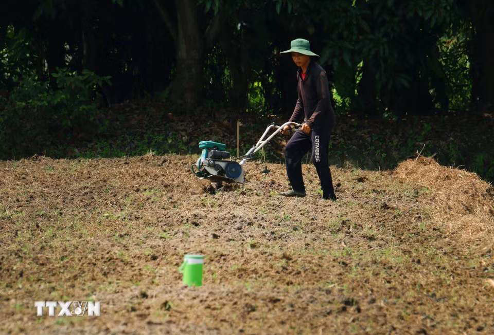 Người dân xã Tân Hòa, thành phố Cần Thơ chuyển đổi cây trồng ứng phó nguy cơ thiếu nguồn nước ngọt. (Ảnh: Duy Khương/TTXVN)