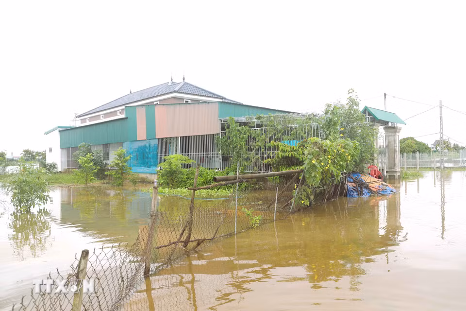 Nhà dân tạm thời bị cô lập khi tình trạng ngập úng diễn ra. (Ảnh: Xuân Tiến/TTXVN)