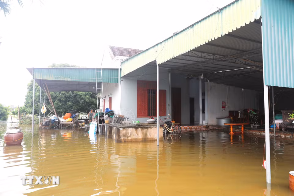 Sau mưa lớn, nước từ thượng nguồn đổ về sông Lạch Vạn nhiều kết hợp cùng với triều cường, nhiều nhà dân ở xã Đức Châu (Nghệ An) bị ngập sâu trong nước. (Ảnh: Xuân Tiến/TTXVN)