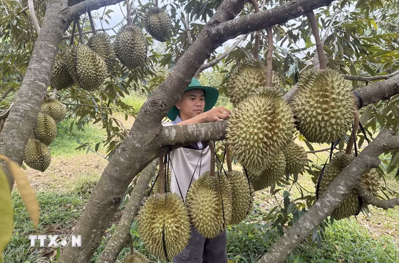 Anh Lê Trọng Lư (xã Ea Bá) liên kết với 10 nông dân trồng sầu riêng để xây dựng mã số vùng trồng. (Ảnh: Tường Quân/TTXVN)