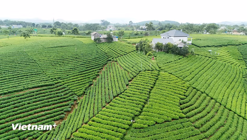 Vùng sản xuất chè an toàn Cầu Đá, xã La Bằng. (Nguồn: Vietnam+)