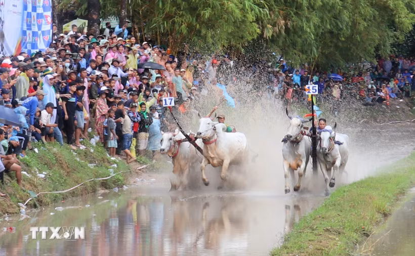 Các đôi bò tranh tài tại hội đua bò truyền thống chùa Rô ở xã An Cư, tỉnh An Giang. (Ảnh: Công Mạo/TTXVN)