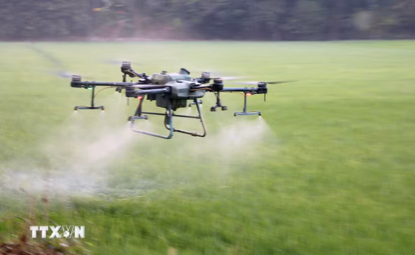 Nông dân An Giang sử dụng drone phân xịt thuốc giúp tiết kiệm chi phí, công sức và thời gian. (Ảnh minh họa: Công Mạo-TTXVN)