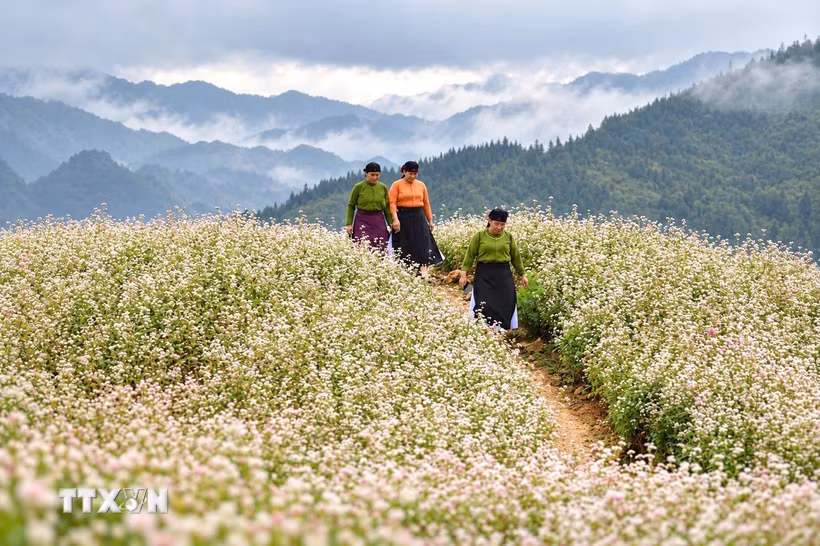 Phụ nữ vùng cao giữa cánh đồng tam giác mạch. (a. Ảnh: Minh Tâm/TTXVN)