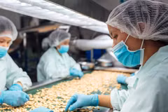 Chế biến hạt điều xuất khẩu tại Nhà máy OFI Việt Nam. (Ảnh: Tài Lộc/Vietnam+)