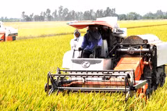 Việc thu mua nguyên liệu từ hàng triệu hộ nông dân nhỏ lẻ, những người không có chức năng phát hành hóa đơn giá trị gia tăng, cũng đặt doanh nghiệp vào thế khó khi chứng minh nguồn gốc đầu vào. (Ảnh: Vietnam+)