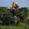 Người dân tại Nghệ An bán ngô sinh khối cho TH làm thức ăn cho bò sữa. (Ảnh: TH/Vietnam+)