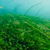 Ảnh minh họa. (Nguồn: noaa fisheries)