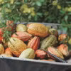 Thu hoạch trái cacao. (Nguồn: BNEWS)