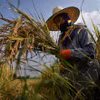 Nông dân gặt lúa trên cánh đồng. (Ảnh: AFP/TTXVN)